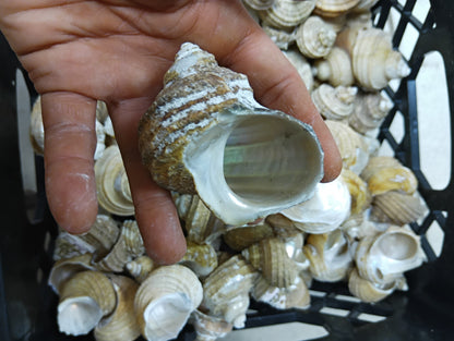 Natural Ribbed Turbo Shell