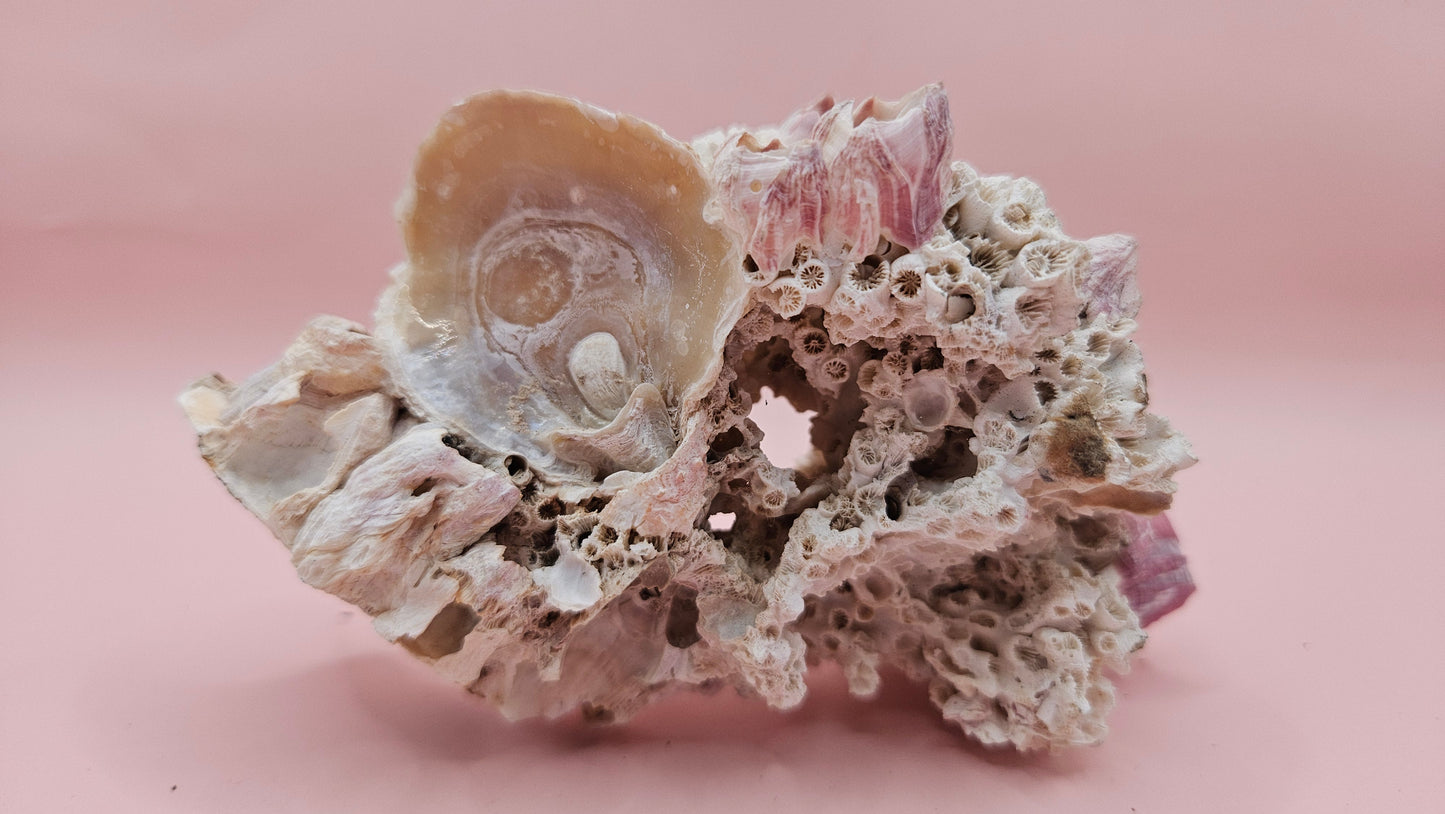 Ivory Bush Coral Mixed with Gulf of Mexico Barnacle  – Oculina Varicosa (4.7")