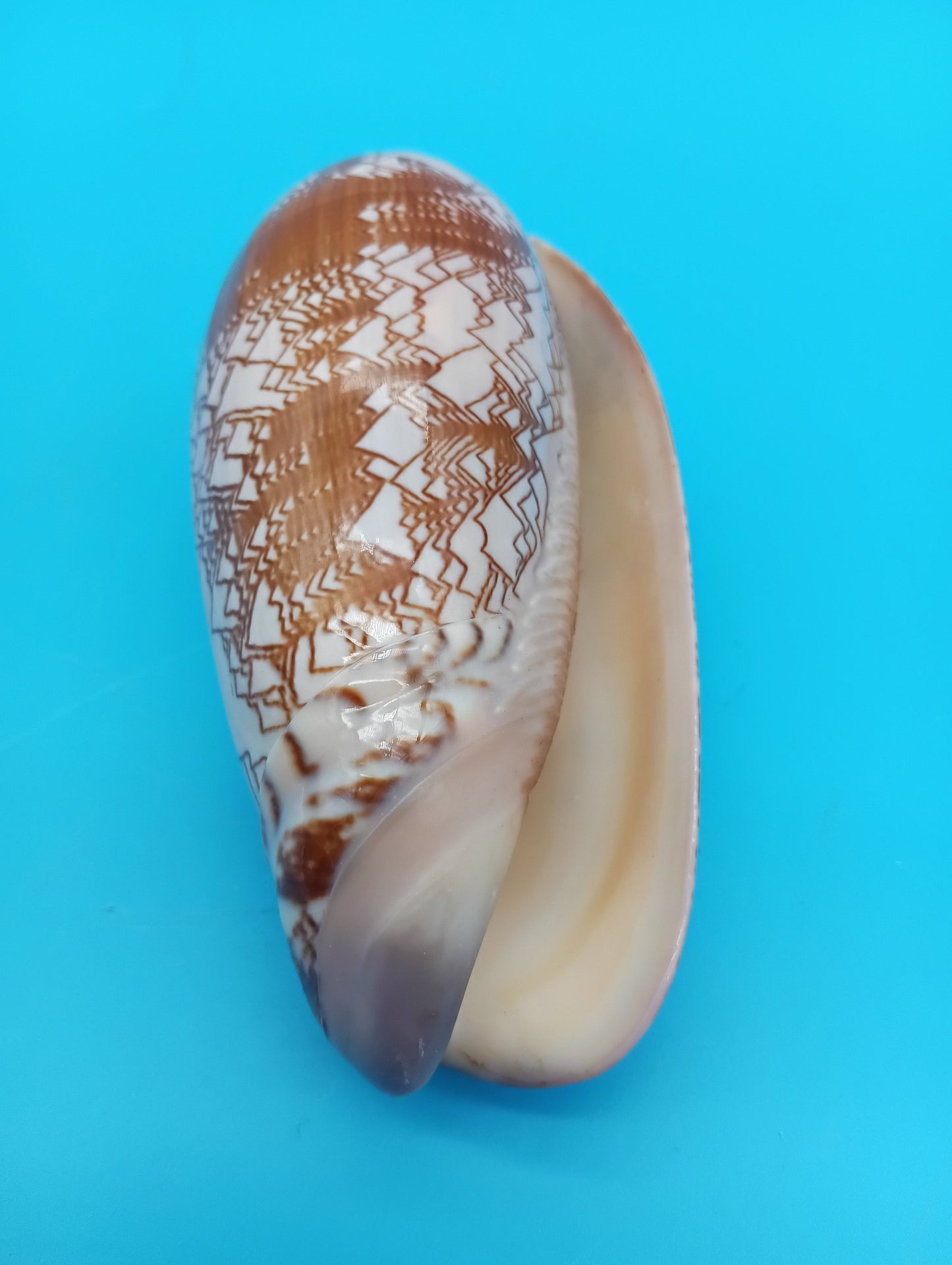 Tent Olive - Oliva Porphyria 3.7"