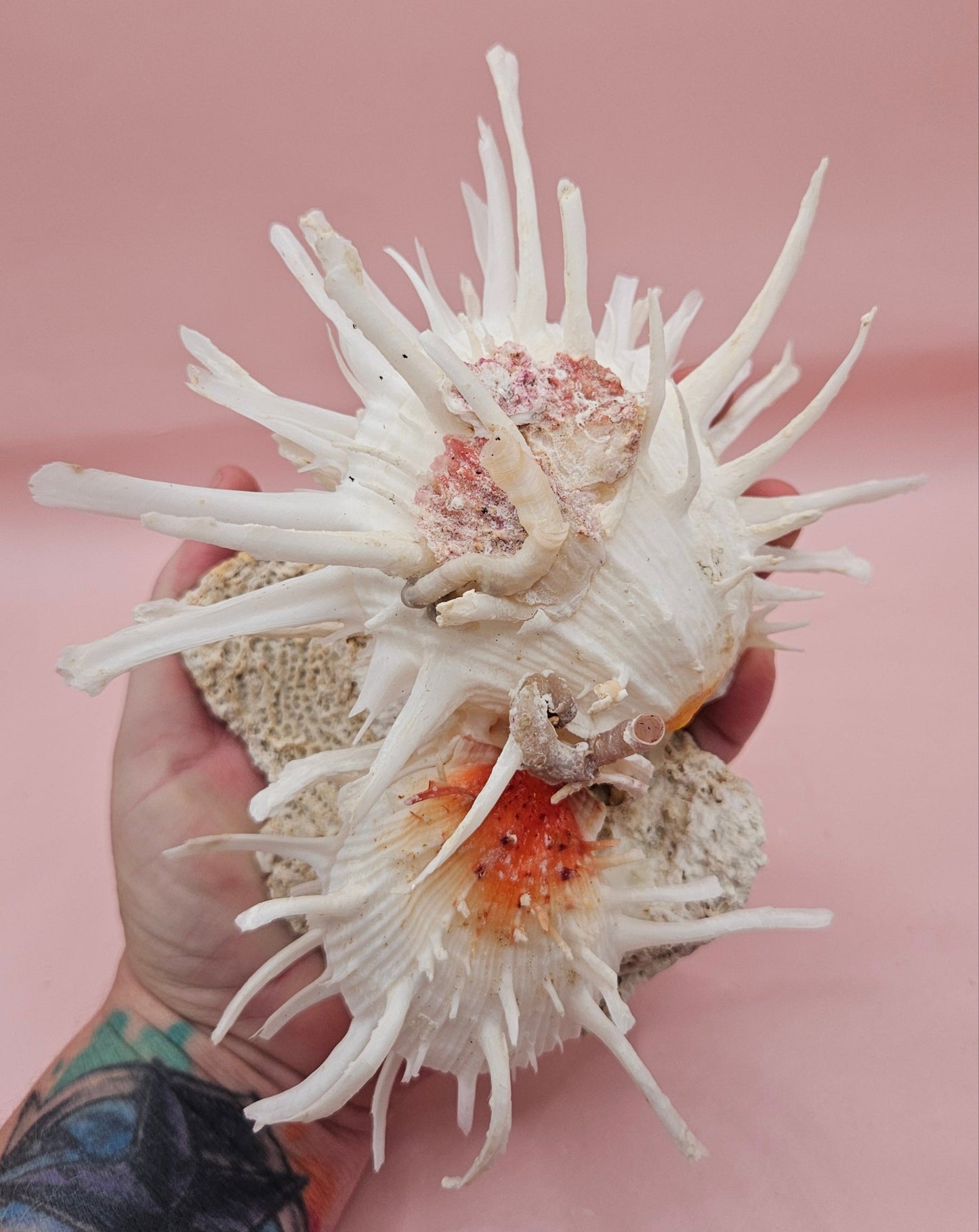 Americanus Spondylus Double Spiny Oyster Display Shell on Coral Base – Coastal Decor 7.5"
