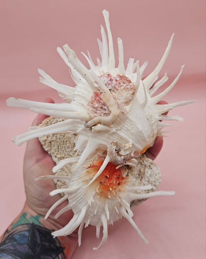 Americanus Spondylus Double Spiny Oyster Display Shell on Coral Base – Coastal Decor 7.5"