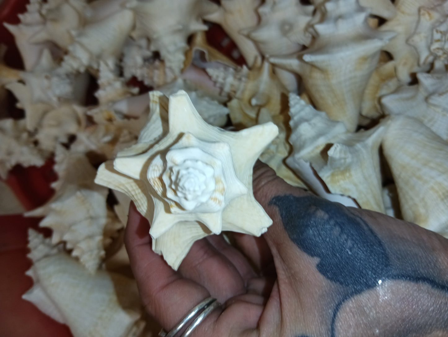 Non Pierced Juvenile Pink Queen Conch