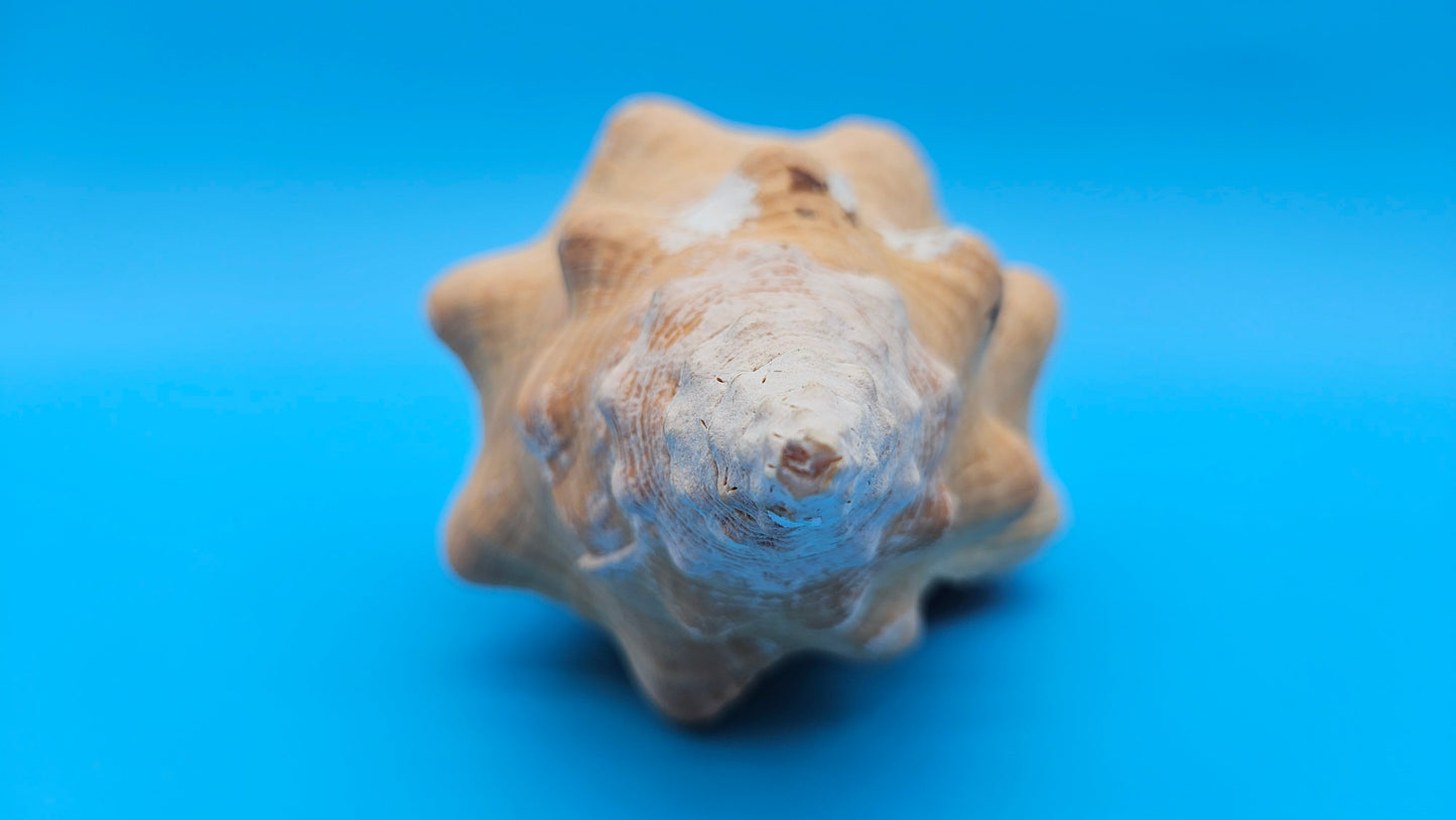 Rare Apricot Horse Conch Display Shell – Premium Coastal Home Decor Specimen 11" (Triplofusus giganteus)