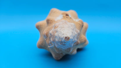 Rare Apricot Horse Conch Display Shell – Premium Coastal Home Decor Specimen 11" (Triplofusus giganteus)