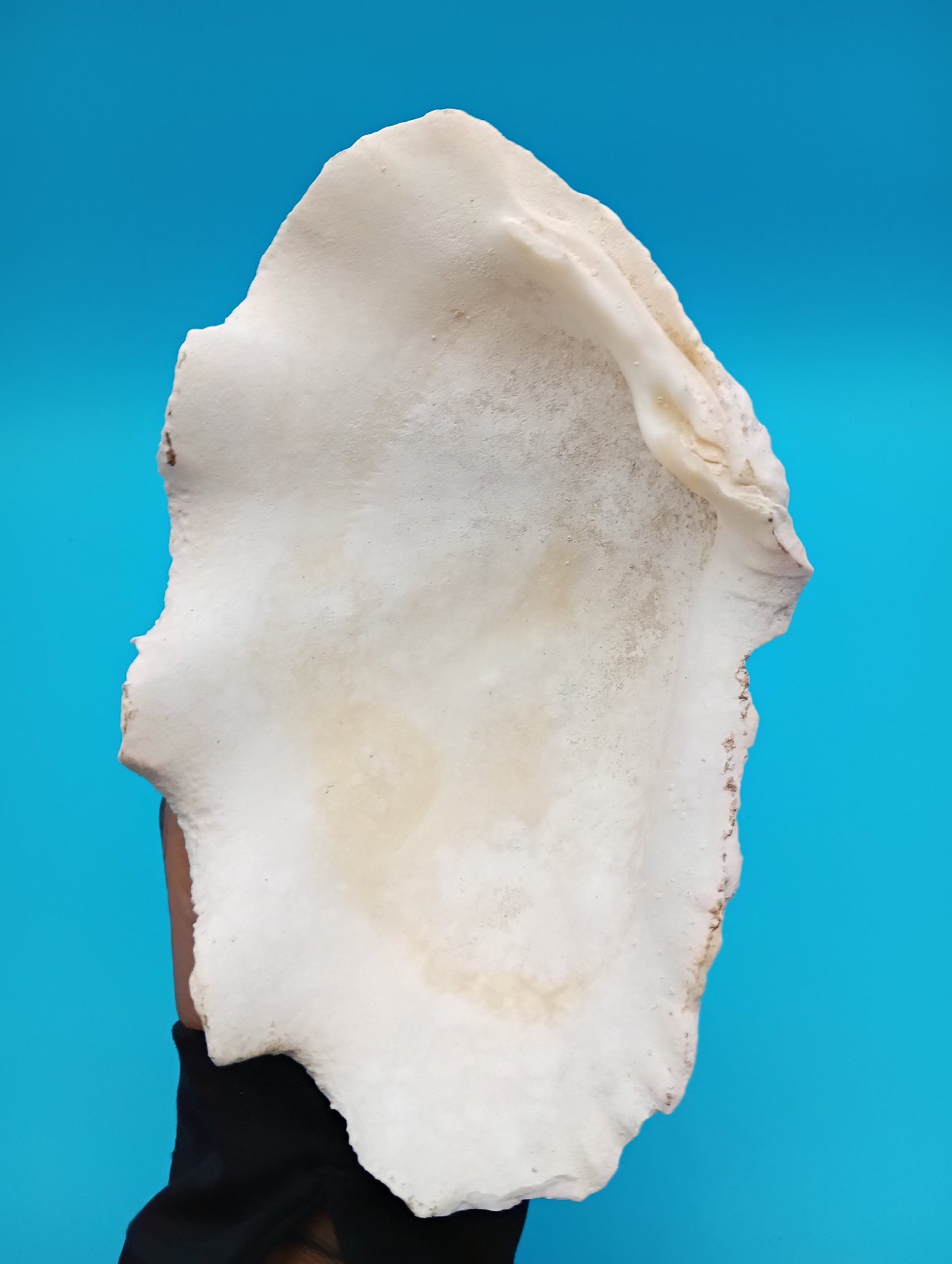 Derasa Clam Shell – Tridacna derasa, 7"