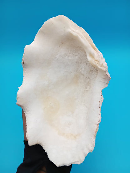 Derasa Clam Shell – Tridacna derasa, 7"