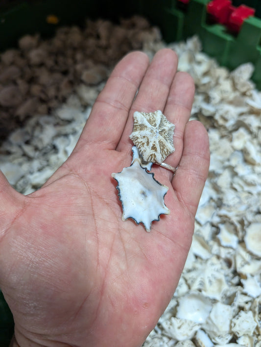 Star Limpet Shells - Cellana stellifera