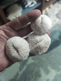 Mini Mushroom Coral 2"