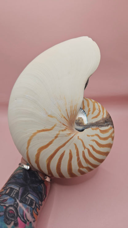 Tiger Nautilus Shell – Striking Natural Ocean Decor (8")