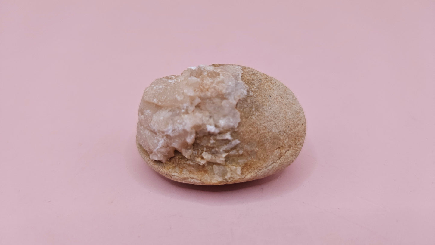 Cretaceous Fossil Clam with Quartz Crystal | Ancient Marine Shell Displa