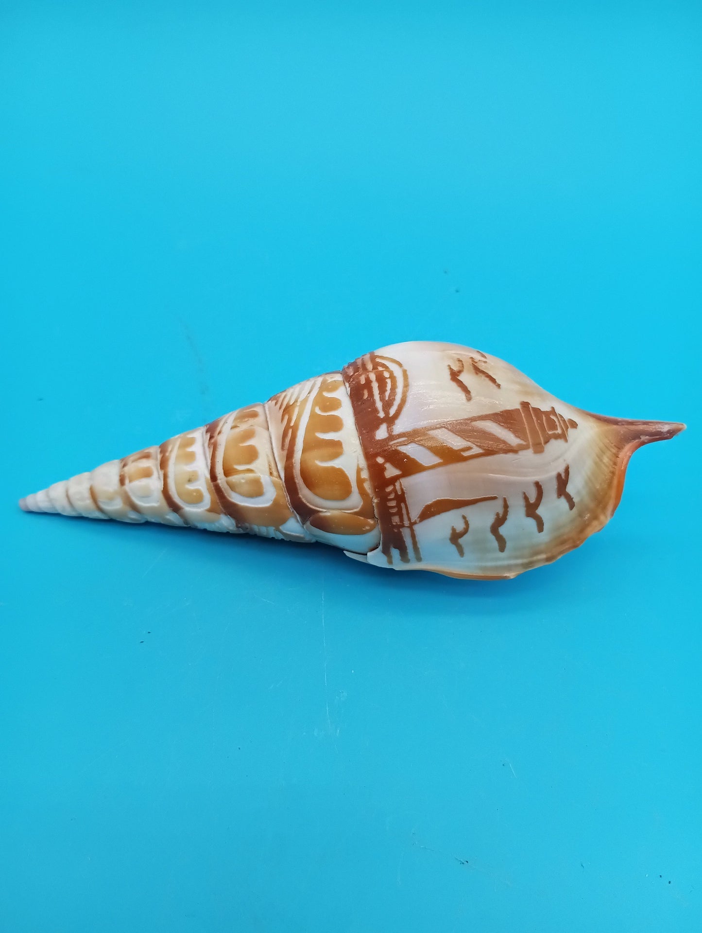 Carved Tibia Shell with Lighthouse Scene – 4.8"
