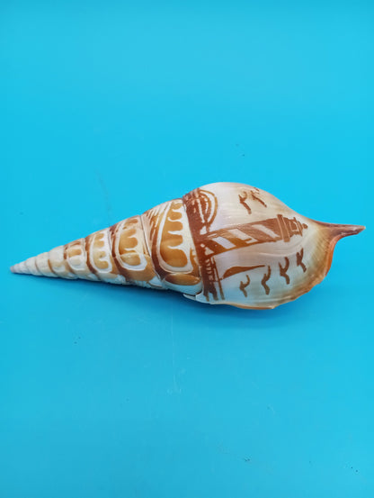 Carved Tibia Shell with Lighthouse Scene – 4.8"