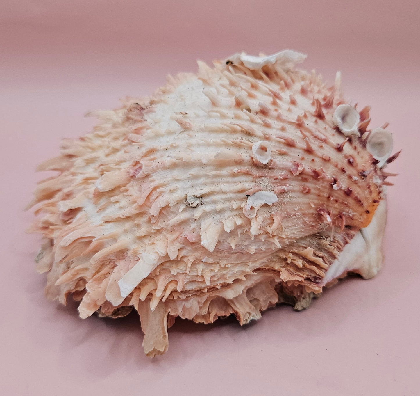 Spiny Spondylus Shell 5" Pink and Ivory Display Shell Coastal Decor