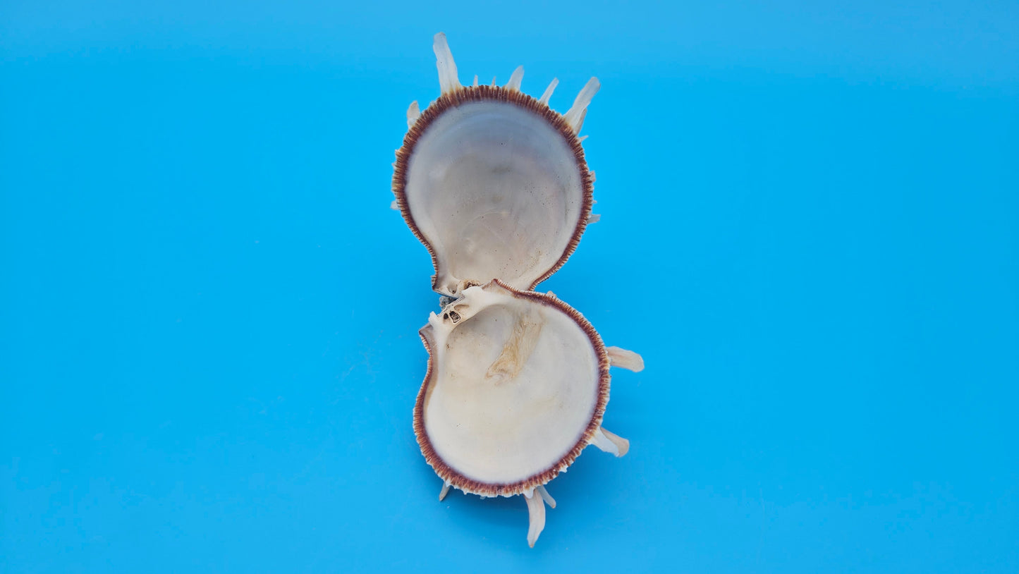 Spiny Spondylus Shell Pair 3.5" – Bold Coastal Display Shells for Home Décor