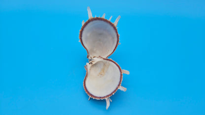 Spiny Spondylus Shell Pair 3.5" – Bold Coastal Display Shells for Home Décor