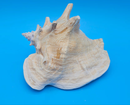Queen Conch Shell - 6.5" Non Pierced Natural Coastal Home Décor Accent (Strombus Gigas)
