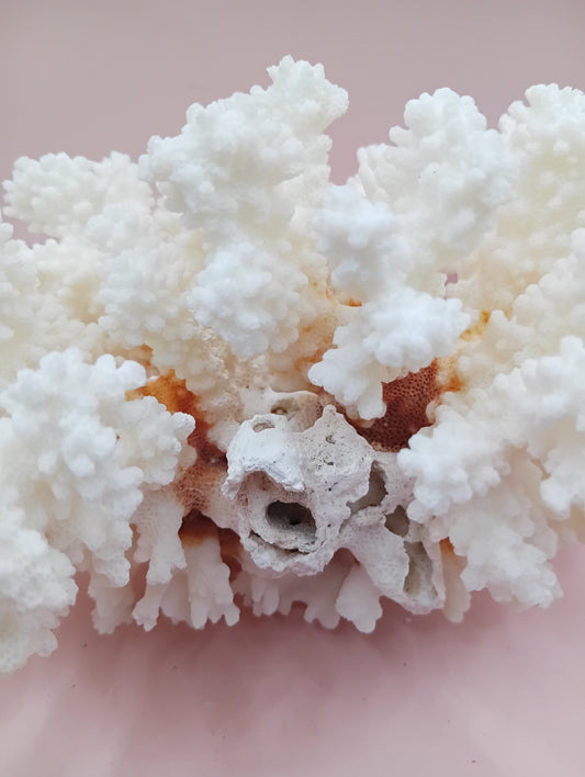 Vintage White Brownstem Coral – Natural Textured Branch Form (7.5"x5"x4.5")