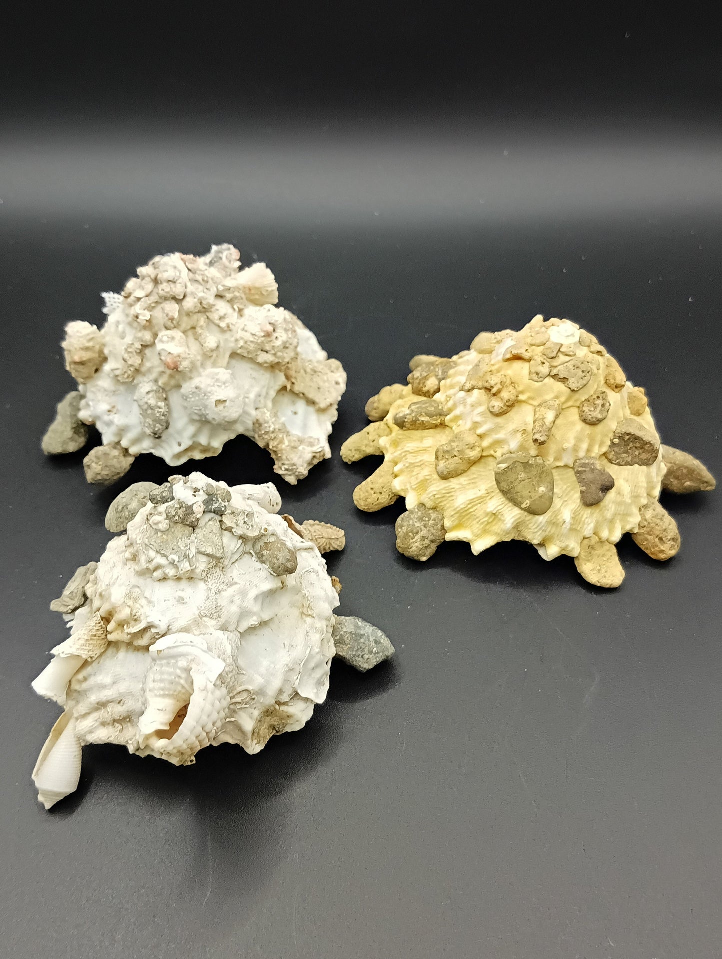 Carrier Shell (Xenophora)