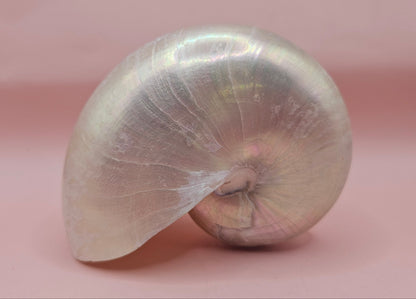 Polished Pearl Nautilus Shell – Elegant Ocean Décor (3.75")