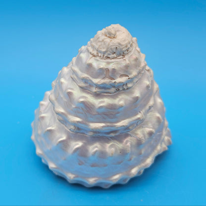 Pearled Astraea undosa Shell 4.6" Iridescent Swirl Display with Natural Texture