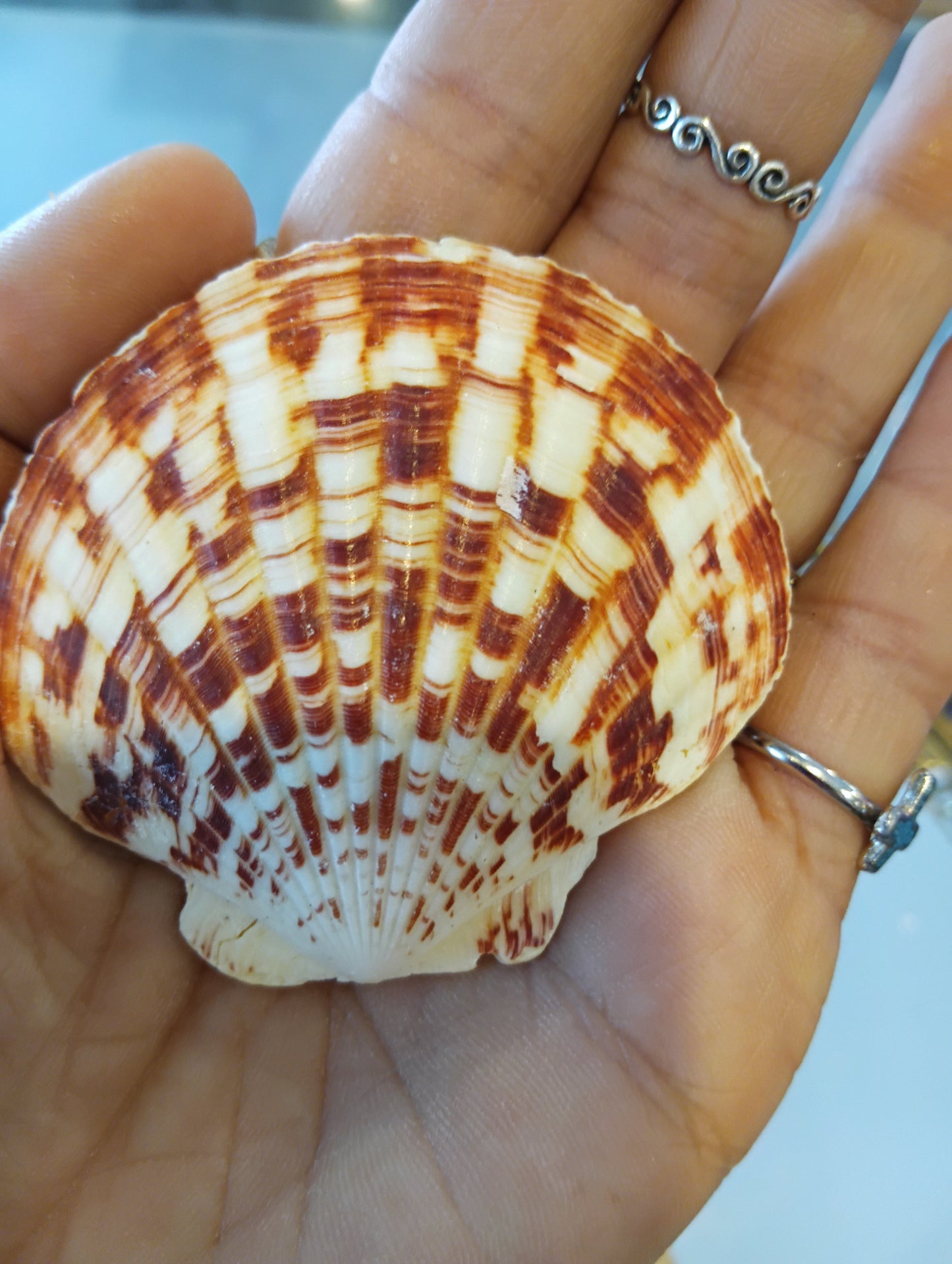 Genuine Seashell Magnets – Handmade Coastal Refrigerator Decor