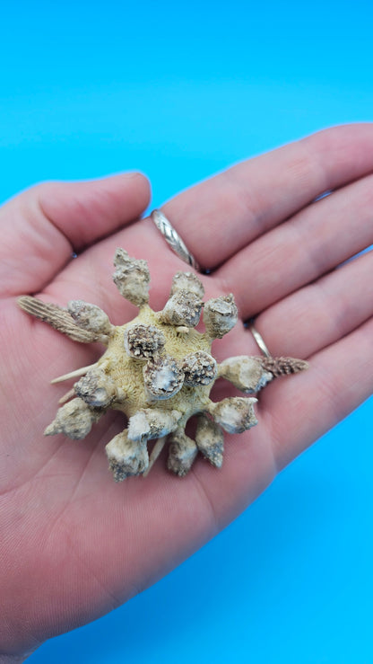 Pine Tree Urchin Display Shell – 2.8" Coastal Home Décor Piece