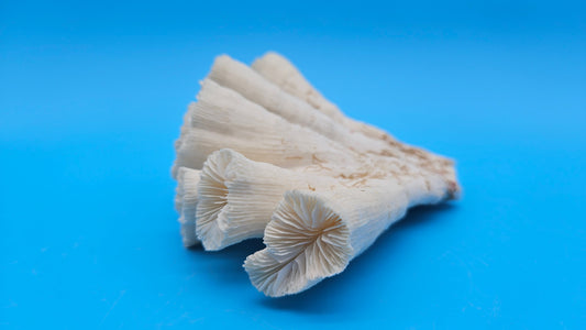 Vintage Candy Cane Coral Specimen - Natural Coastal Home Decor Piece