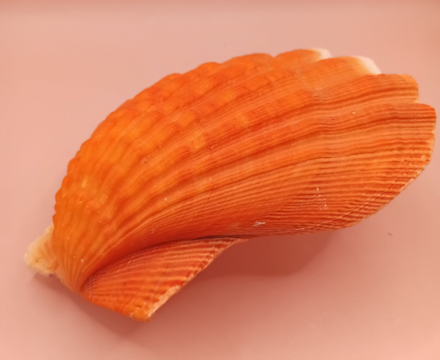 Orange Lion Paw Shell – 5.4" x 5.6" x 1.0"