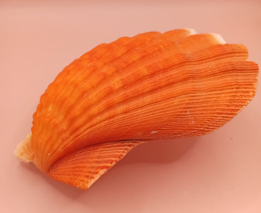 Orange Lion Paw Shell – 5.4" x 5.6" x 1.0"