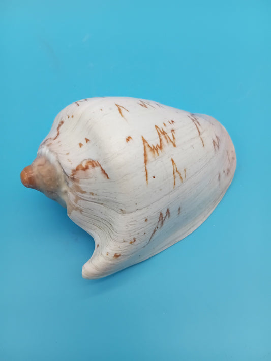 Noble Volute Shell 5" – Premium Coastal Decor Display Cymbiola nobilis