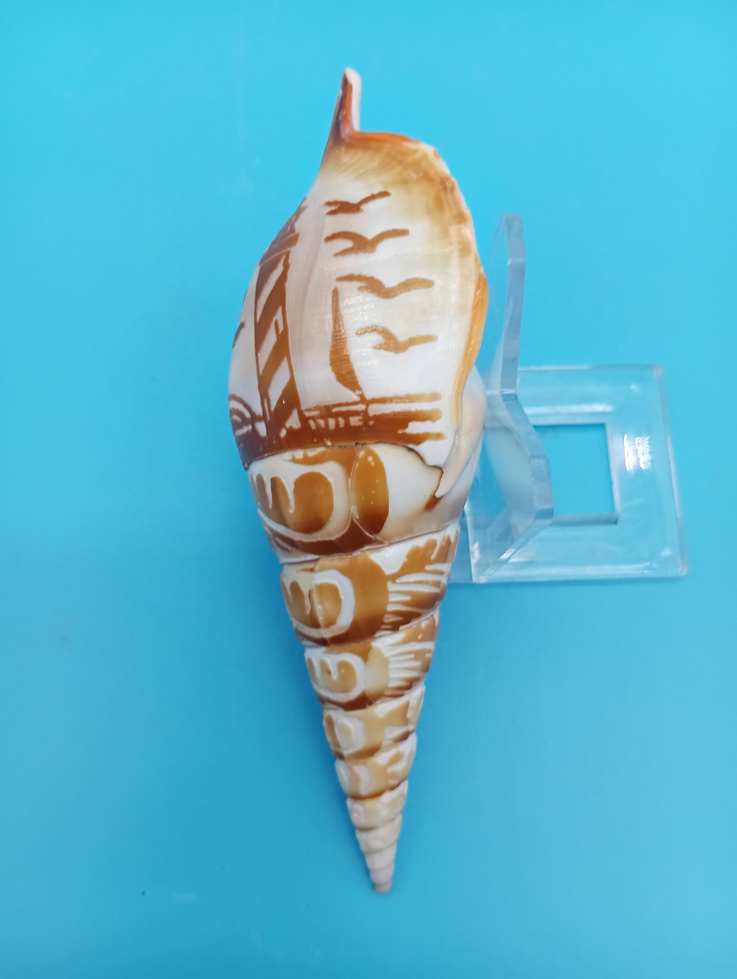 Carved Tibia Shell with Lighthouse Scene – 4.8"