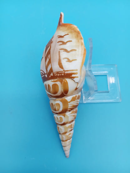 Carved Tibia Shell with Lighthouse Scene – 4.8"