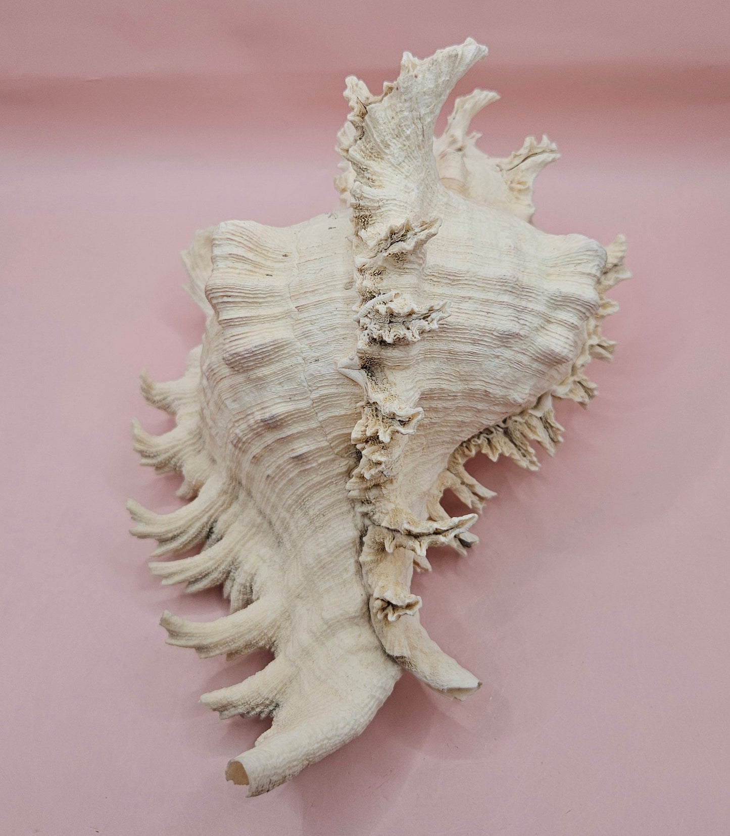 Murex Ramosus Conch – Large Spiny Seashell for Coastal & Nautical Decor (8.5" x 6.25")
