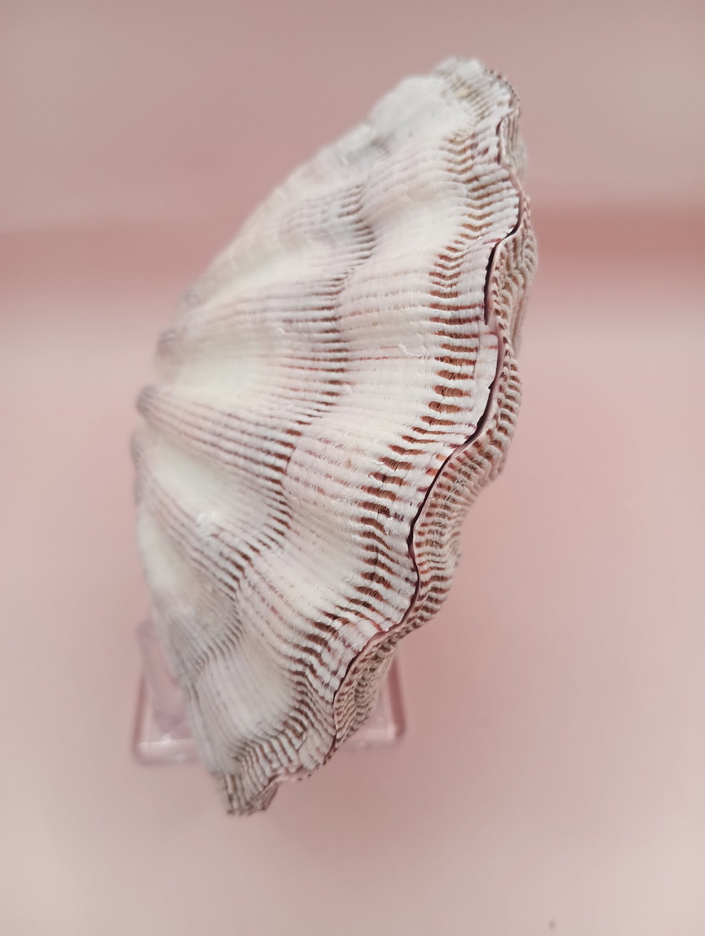 Natural Lion's Paw Seashell Pair – 5.5" x 5.0" – Coastal Display Accent