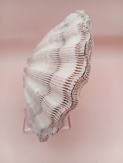 Natural Lion's Paw Seashell Pair – 5.5" x 5.0" – Coastal Display Accent