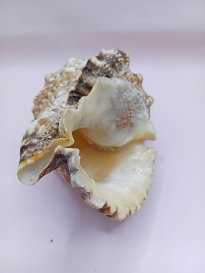 Natural Frog Conch Shell – 6.8" Coastal Display Bursa Bulba Tutufa bubo