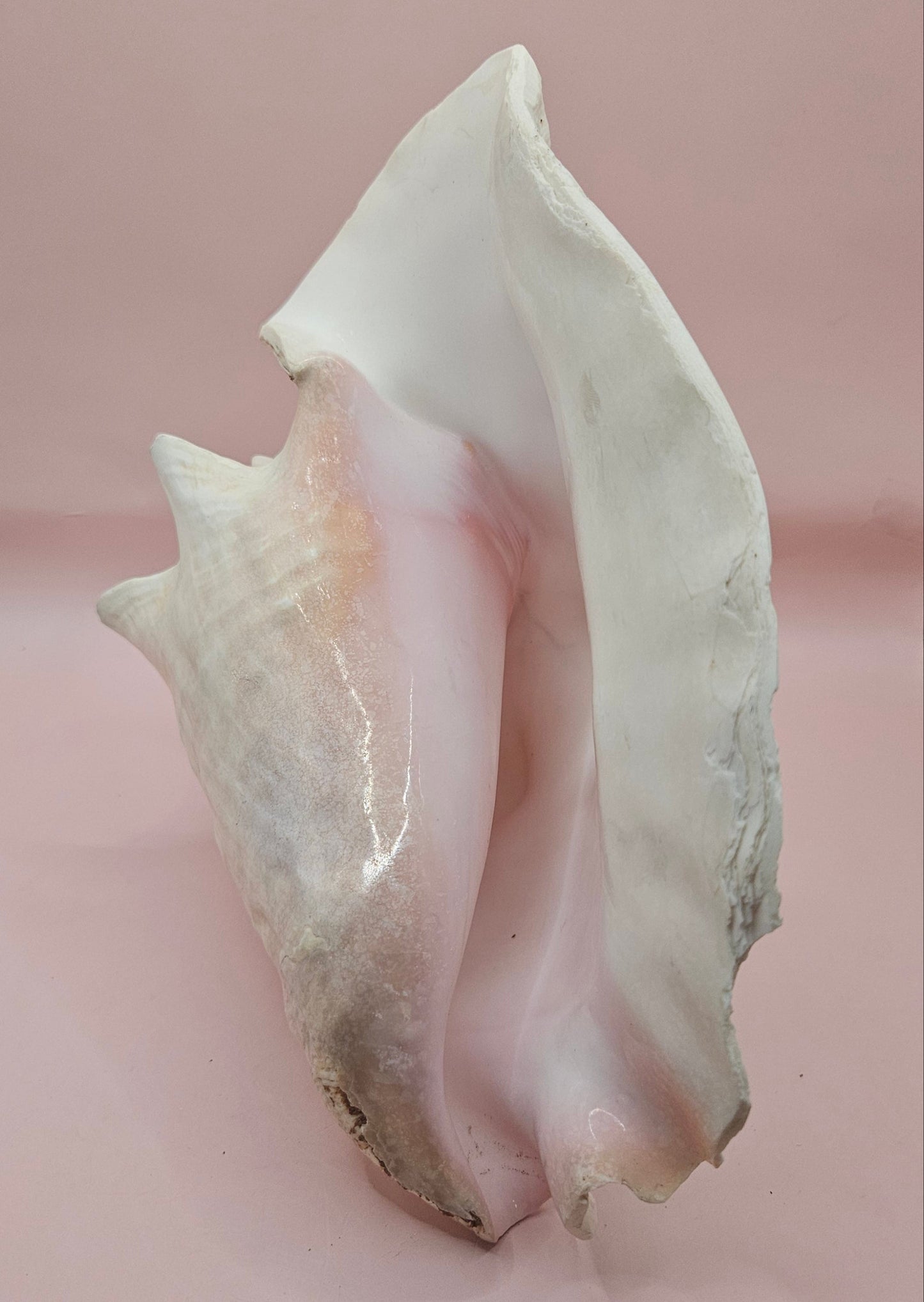 Queen Conch Shell - 9" Non Pierced Natural Coastal Home Décor Accent (Strombus Gigas)