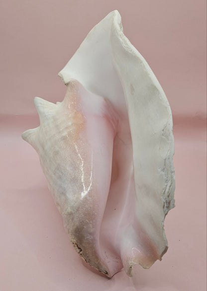 Queen Conch Shell - 9" Non Pierced Natural Coastal Home Décor Accent (Strombus Gigas)