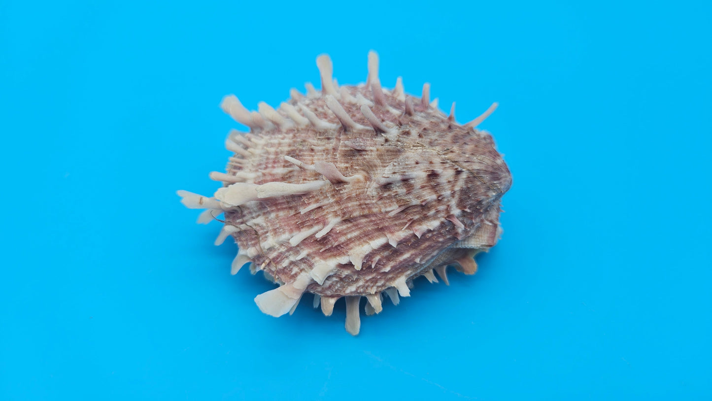 Spiny Spondylus Display Shell Pair 3" – Natural Coastal Décor with Texture