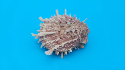 Spiny Spondylus Display Shell Pair 3" – Natural Coastal Décor with Texture