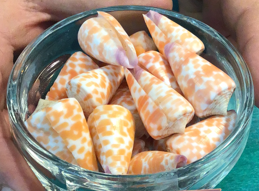 Tesselate Cone - Conus tessulatus