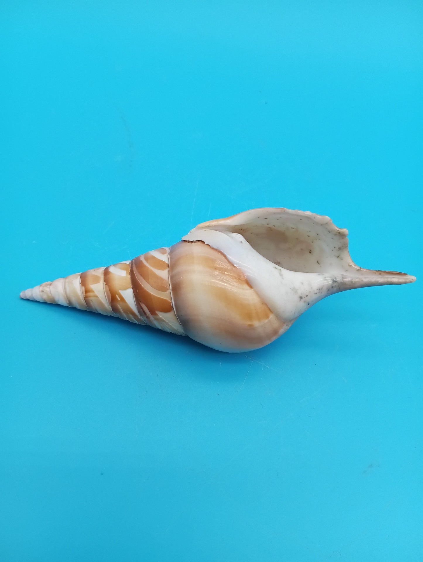 Carved Tibia Shell with Flamingo Scene – 4.8"