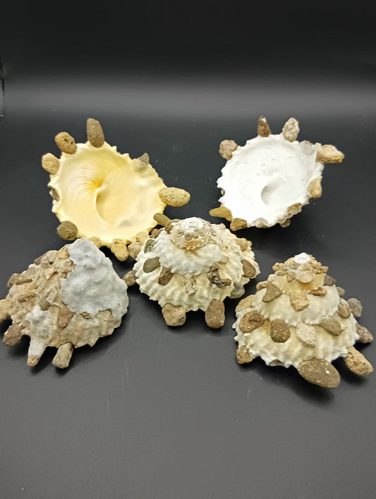 Carrier Shell (Xenophora)