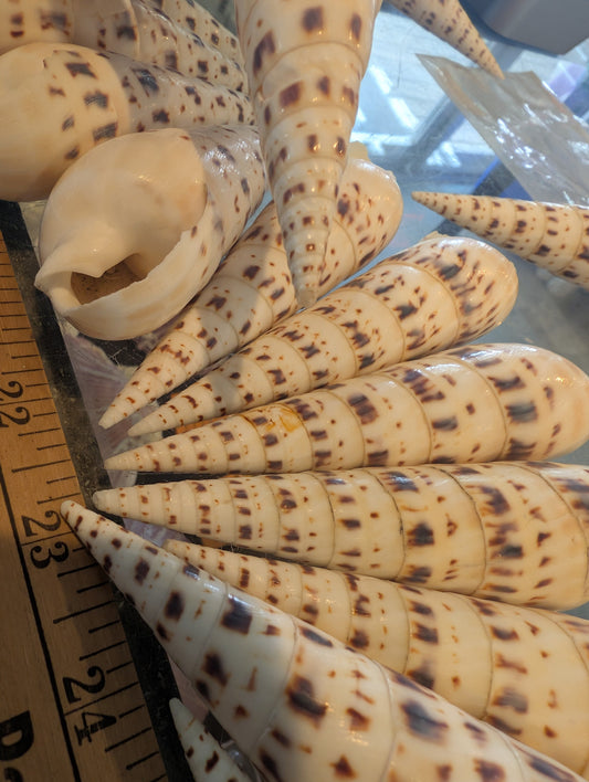 Marlin Spike Shell Terebra Maculata