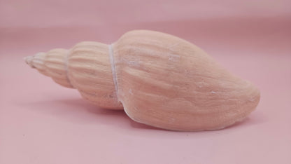 Fulgoraria Nagouchii Hashingi Display Shell – Natural Peach Toned Spiral 6.2"