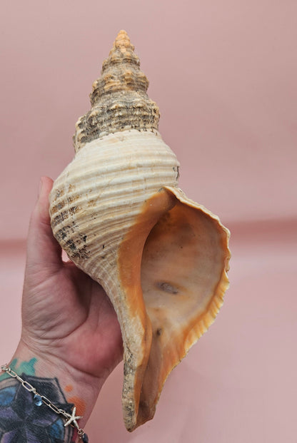 Large Horse Conch Shell – 10" Natural Coastal Display Shell