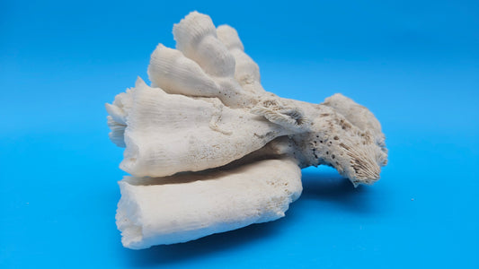 Vintage Candy Cane Coral Specimen - Natural Coastal Home Decor Piece