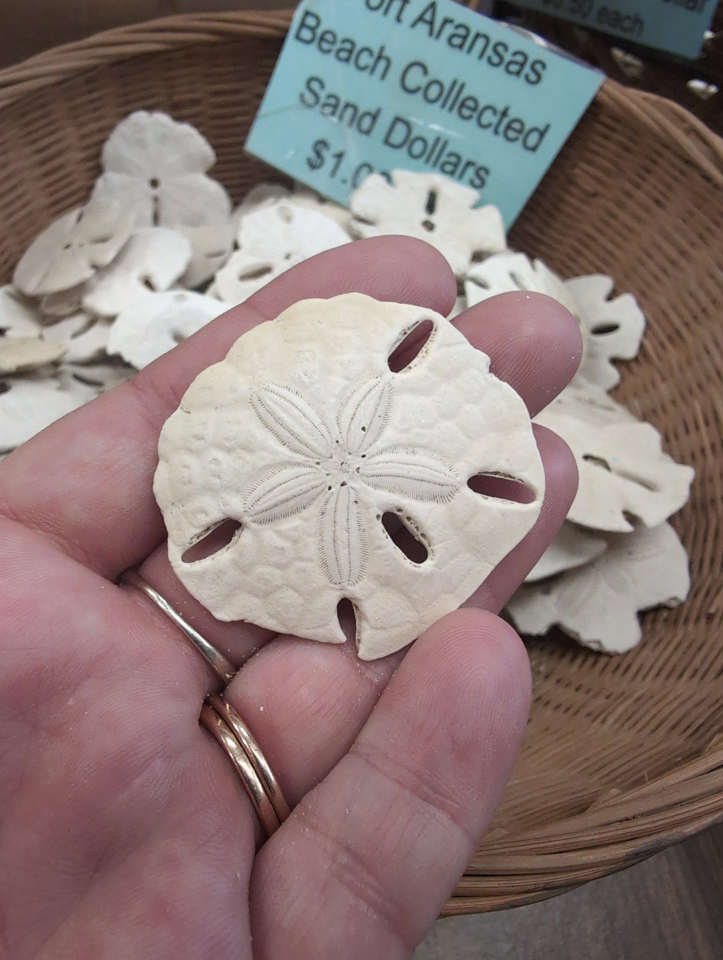 Beach Collected Sand Dollar