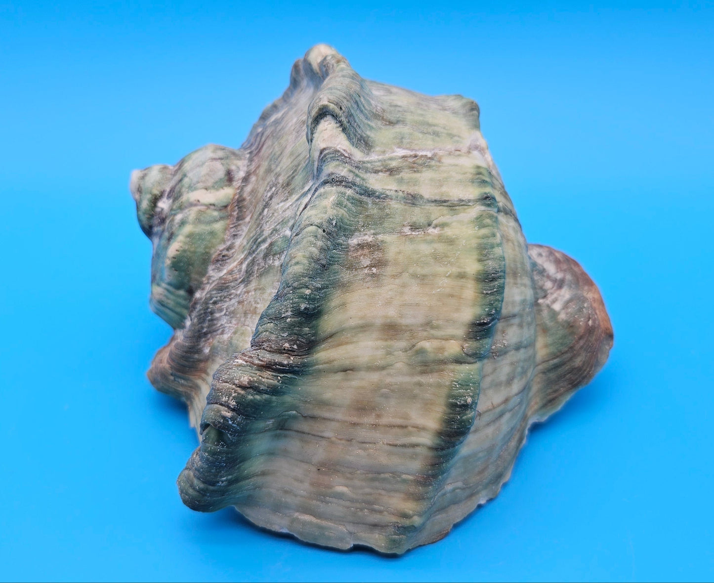 Giant Green Marmoratus Turban Shell – 6.4x6.2x4 Coastal Display
