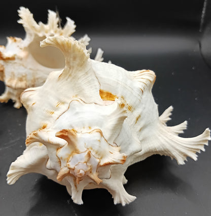 Murex Ramosus Shell